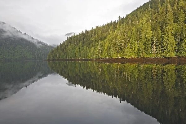 Temperate rainforest - view of trees with reflection in estuary. Khuzemateen Grizzly Bear Sanctuary - British Colombia - Canada