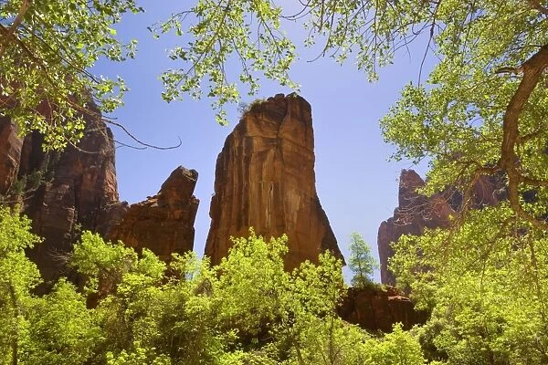 Temple of Sinawava - rock pulpit of red sandstone rising in the middle of a cove formed by the Virgin River at the end of Zion Canyon - Spring - with Cottonwood trees - Zion National Park, Utah, USA