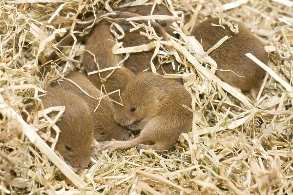 Ten-day old Harvest mice in nest. UK