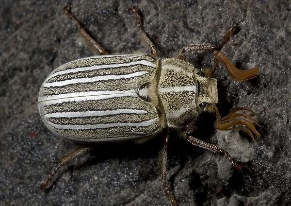 Ten-lined June beetle, or chafer