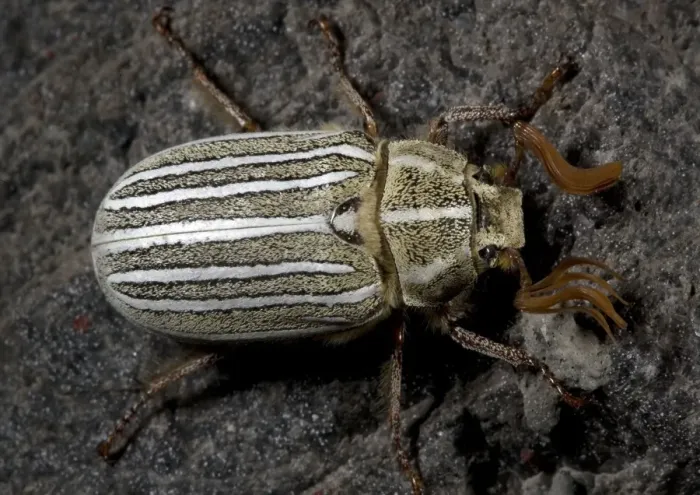 Framed Print : Ten-lined June beetle, or chafer Framed Print : Ten-lined June beetle, or chafer