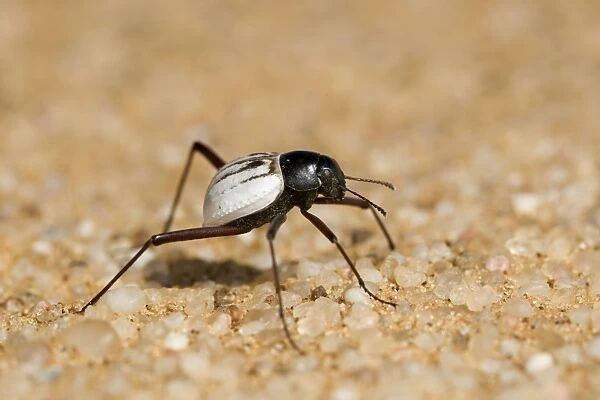 Tenbrionid beetle - Close up portrait - Namib Desert - Namibia - Africa