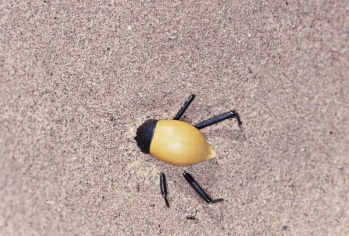 Framed Print : Tenebrionid Beetle - burrowing under sand during heat of day. Skeleton Coast, Namibia, Africa Framed Print : Tenebrionid Beetle - burrowing under sand during heat of day. Skeleton Coast, Namibia, Africa