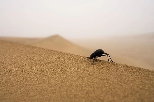 Tenebrionid Beetle Fog-Basking in the Namib Dune Belt (Uses fog to gain moisture) Namib Desert, Namibia, Africa