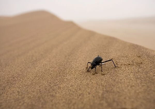 Tenebrionid Beetle Fog-Basking in the Namib Dune Belt (Uses fog to gain moisture) Namib Desert, Namibia, Africa