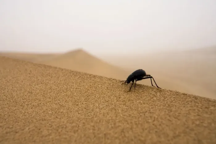 Framed Print : Tenebrionid Beetle Fog-Basking in the Namib Dune Belt (Uses fog to gain moisture) Namib Desert, Namibia, Africa Framed Print : Tenebrionid Beetle Fog-Basking in the Namib Dune Belt (Uses fog to gain moisture) Namib Desert, Namibia, Africa