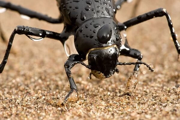 Tenebrionid Beetle - fog basking - using its body to drink water droplets - Namib Desert - Namibia - Africa