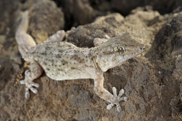 Tenerife Gecko - Tenerife - Canary Islands