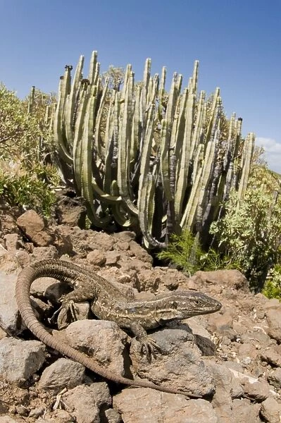 Tenerife Lizard - female - in typical habitat - Tenerife - Canary Islands