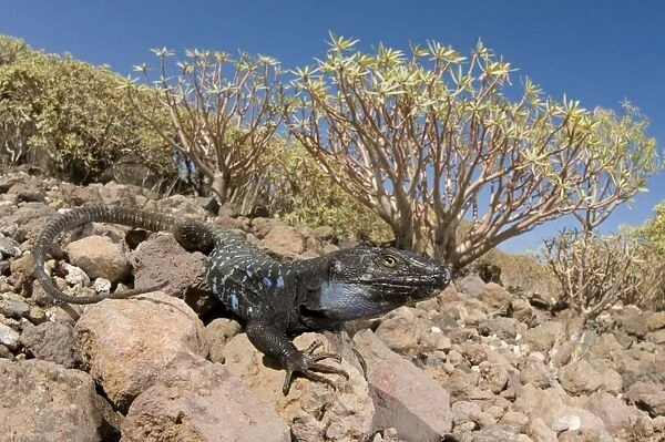 Tenerife  /  Western Canaries Lizard - male in habitat - Tenerife - Canary Islands