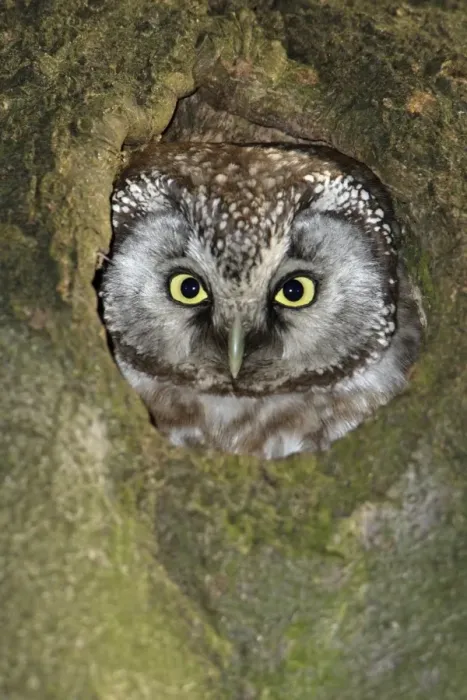 Framed Print : Tengmalm's Owl - at nest entrance, Lower Saxony, Germany Framed Print : Tengmalm's Owl - at nest entrance, Lower Saxony, Germany