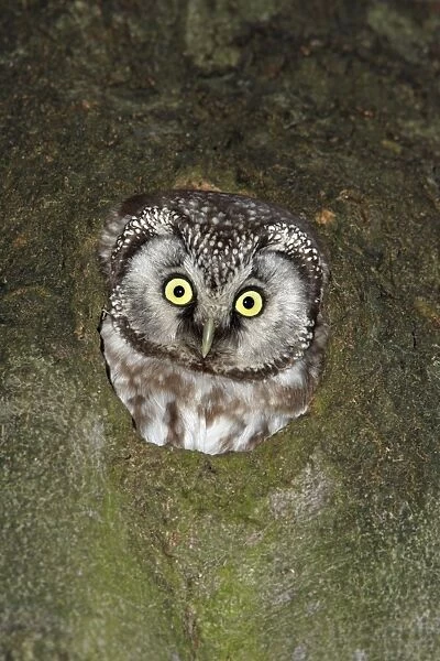 Tengmalm's Owl - at nest entrance, Lower Saxony, Germany