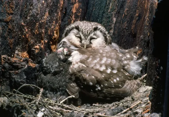 Framed Print : Tengmalms Owl - sleeping with young in nest Framed Print : Tengmalms Owl - sleeping with young in nest