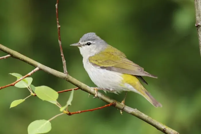 Framed Print : Tennessee Warbler Framed Print : Tennessee Warbler