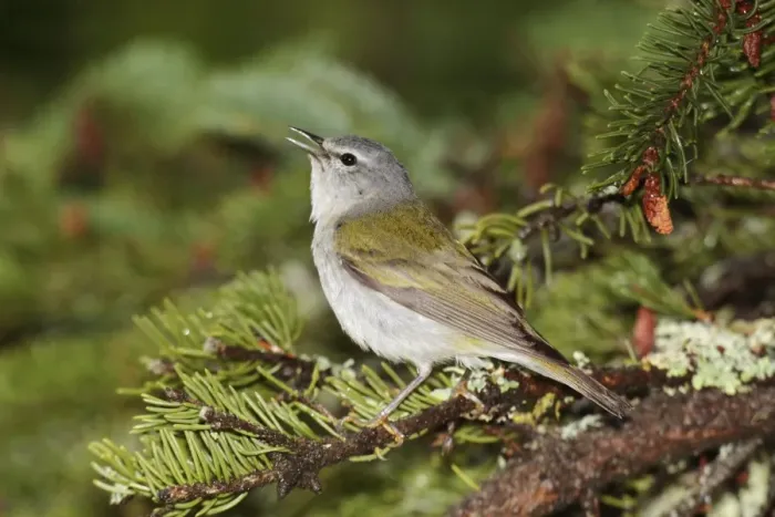 Framed Print : Tennessee Warbler