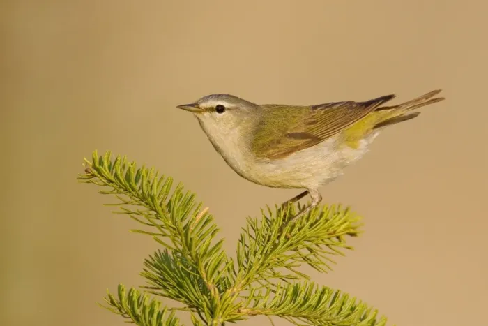 Framed Print : Tennessee Warbler Framed Print : Tennessee Warbler