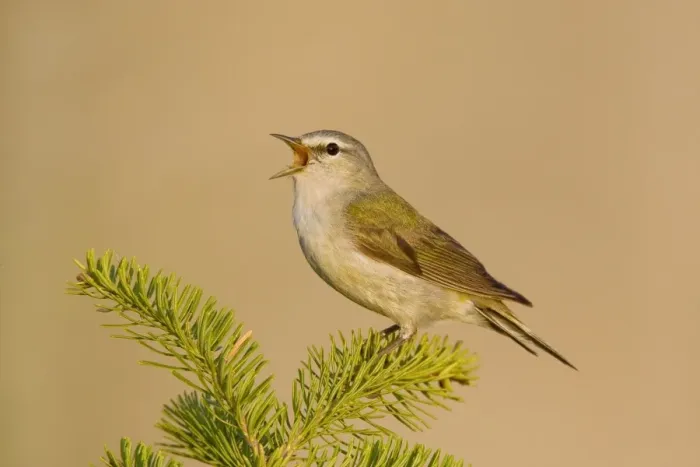 Framed Print : Tennessee Warbler Framed Print : Tennessee Warbler