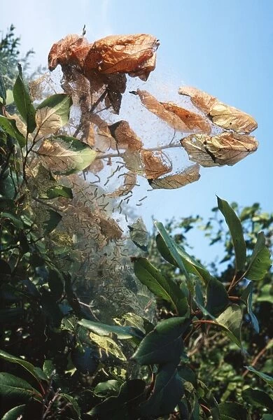 Tent Moth Caterpillar Nest, larvae spin tent enclosing food plant. Fam: Lasiocampidae. USA