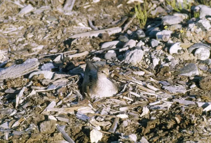 Framed Print : Terek Sandpiper - at nest Framed Print : Terek Sandpiper - at nest