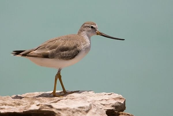 Terek Sandpiper in winter plumage Breeds across northern Europe and Asia and winters around African shores and across to Australasia. At Roebuck Bay near Broome, Western Australia