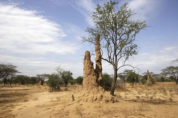 Termite Hill. Savanna biome - National Park of Mago - South Ethiopia