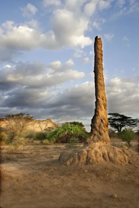 Framed Print : Termite Hill. Savanna biome - National Park of Mago - South Ethiopia Framed Print : Termite Hill. Savanna biome - National Park of Mago - South Ethiopia