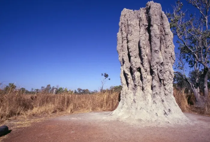 Framed Print : Termite Mound - Australia Framed Print : Termite Mound - Australia