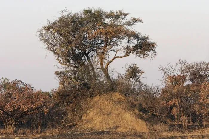 Framed Print : Termite Mound at base of tree - Zambia Framed Print : Termite Mound at base of tree - Zambia