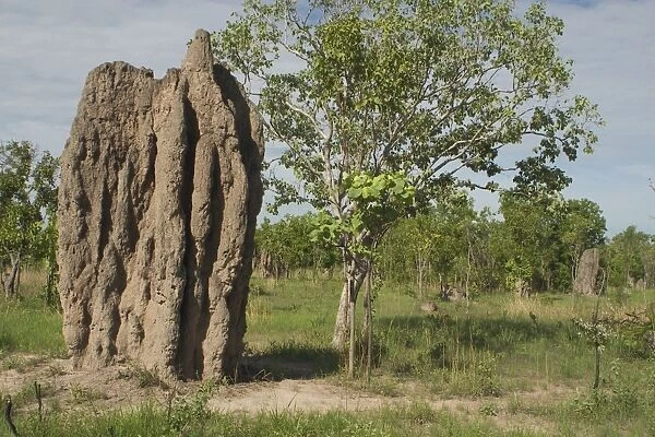 Termite Mound Northern Territory, Australia