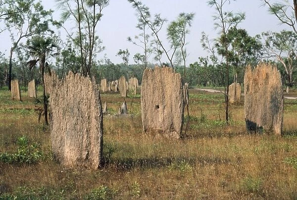 Termite Mounds Australia