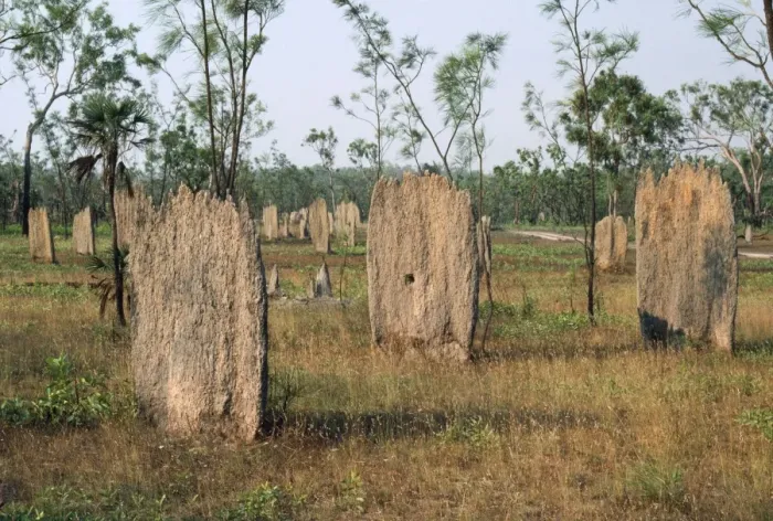 Framed Print : Termite Mounds Australia Framed Print : Termite Mounds Australia