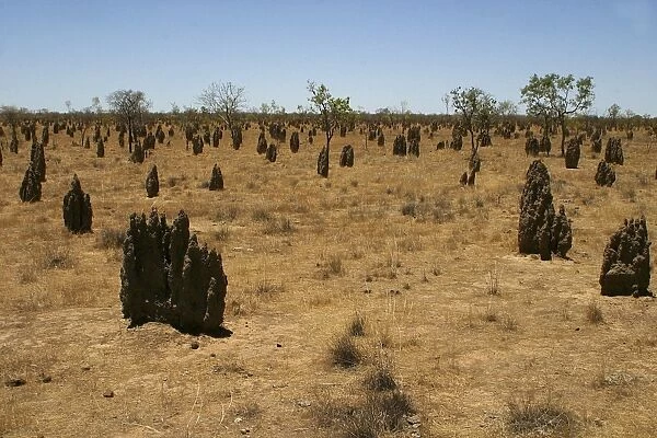 Termite mounds - Inside the mounds are a Queen which may live 20 years, a King and soldiers and workers. The mound is kept within a temperature range of 25 to 35 degrees