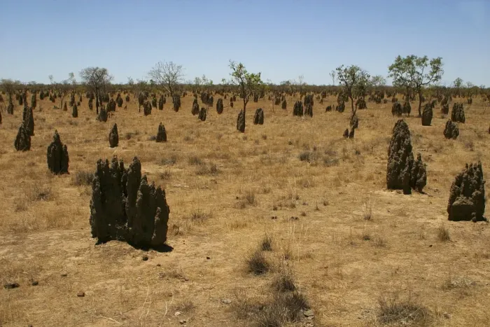 Framed Print : Termite mounds - Inside the mounds are a Queen which may live 20 years, a King and soldiers and workers. The mound is kept within a temperature range of 25 to 35 degrees Framed Print : Termite mounds - Inside the mounds are a Queen which may live 20 years, a King and soldiers and workers. The mound is kept within a temperature range of 25 to 35 degrees