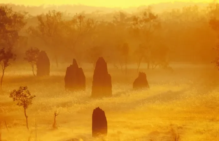 Framed Print : Termite mounds - at sunrise Framed Print : Termite mounds - at sunrise