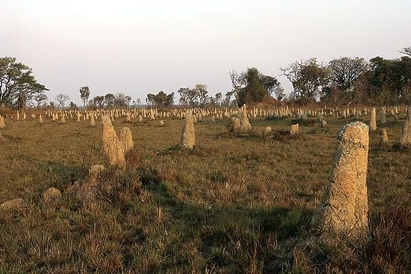 Termite Mounds - Zambia