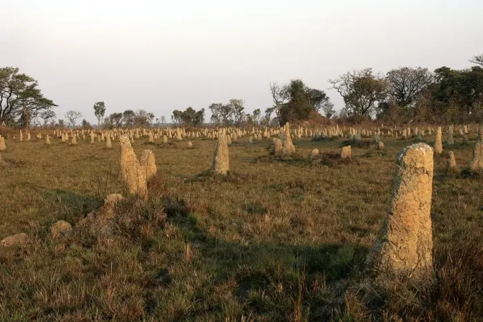 Framed Print : Termite Mounds - Zambia Framed Print : Termite Mounds - Zambia