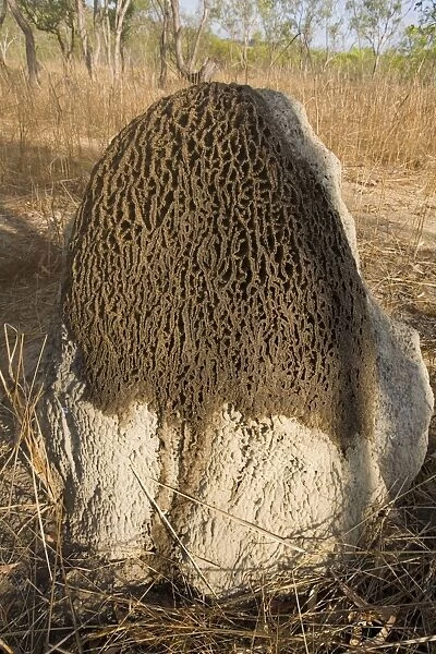 Termites adding to a mound