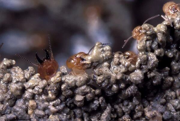 Termites building a wall. Zambia
