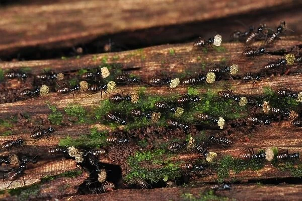 Termites - carrying food. Tanjung Puting National Park - Kalimantan - Borneo - Indonesia