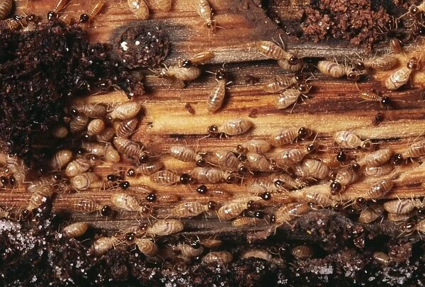 Termites Colony, Guadeloupe, West Indies