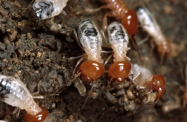 Termites - making a soil wall. Zambia