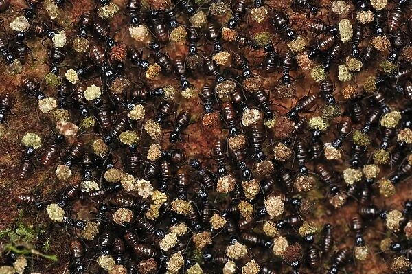 Termites - mass carrying food. Tanjung Puting National Park - Kalimantan - Borneo - Indonesia