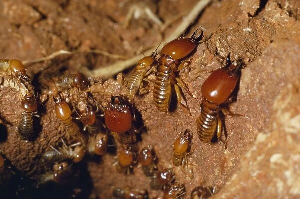 Termites - repairing open gallery with wet mud Africa