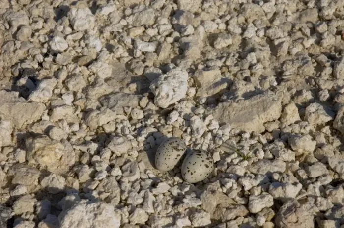 Framed Print : Least Tern nest with eggs. Smallest North American tern. Colonial nester on beaches and sandbars. Occurs along east and Gulf coasts, less commonly inland. Turkey Point, Florida, USA