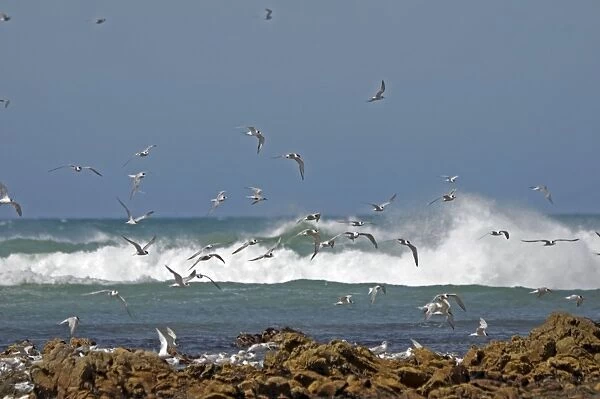 Terns (mixture of species) flying over roosting colony at low tide. Cape Recife Nature Reserve, Port Elizabeth, South Africa