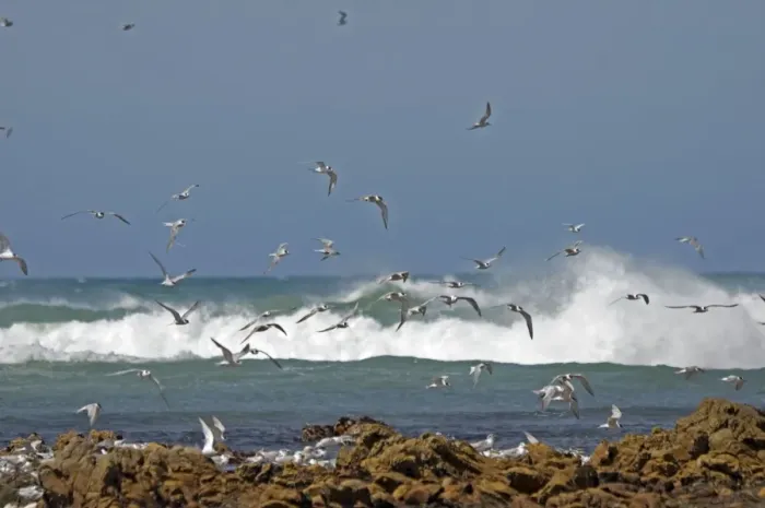 Framed Print : Terns (mixture of species) flying over roosting colony at low tide. Cape Recife Nature Reserve, Port Elizabeth, South Africa Framed Print : Terns (mixture of species) flying over roosting colony at low tide. Cape Recife Nature Reserve, Port Elizabeth, South Africa