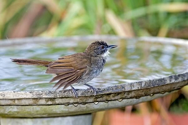 Terrestrial Brownbul - at birdbath - found from south west Cape to Kenya. Grahamstown, Eastern Cape, South Africa
