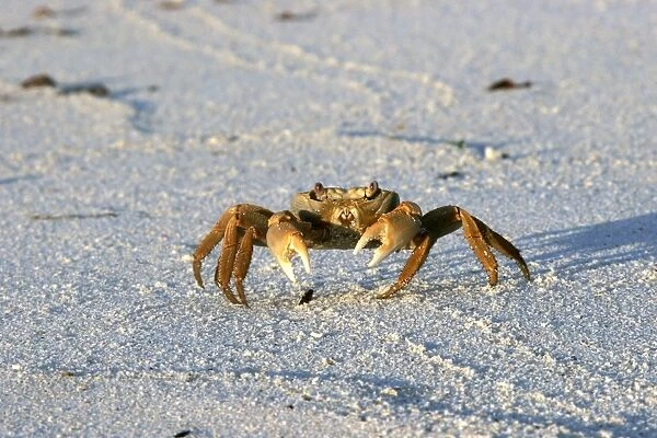 Terrestrial Crab. Atol de Cosmoledo - Seychelles - Indian ocean