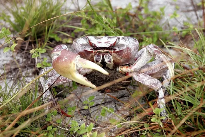 Framed Print : Terrestrial Crab. Atol de Cosmoledo - Seychelles - Indian ocean Framed Print : Terrestrial Crab. Atol de Cosmoledo - Seychelles - Indian ocean