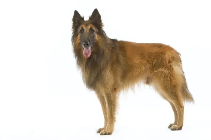 Framed Print : Tervueren / Belgian Shepherd Dog / Belgian Tervueren. Also know as Chien de Berger Belge Framed Print : Tervueren / Belgian Shepherd Dog / Belgian Tervueren. Also know as Chien de Berger Belge